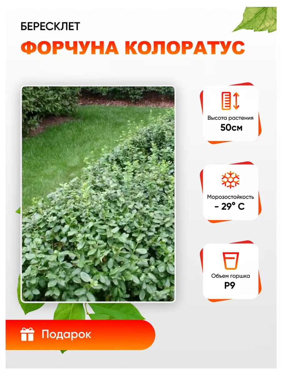 Бересклет форчуна...