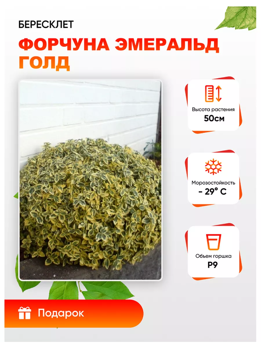Бересклет форчуна...