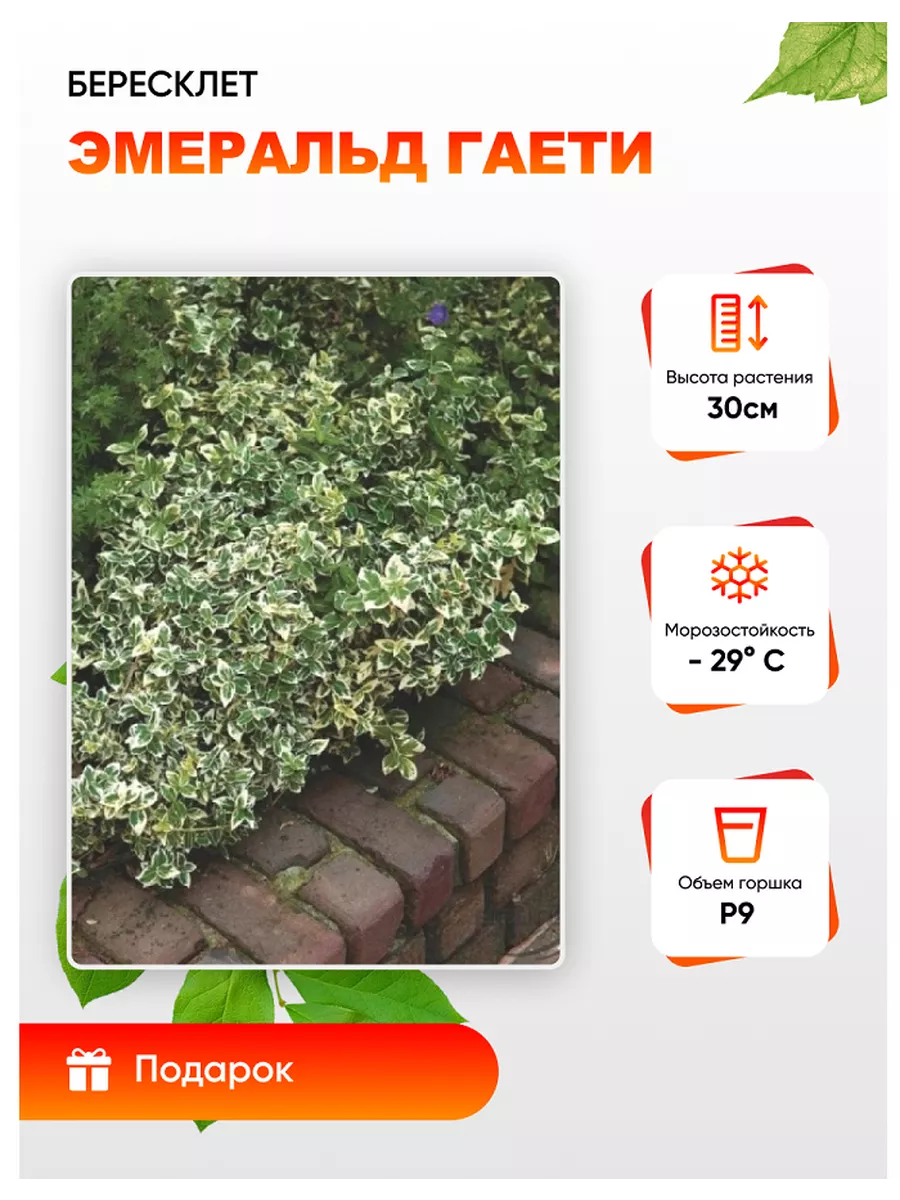 Бересклет Эмеральд Гаети 1...