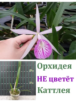 Орхидея (НЕ ЦВЕТЕТ) Blc. Tetra Lip × Bl. Morning Glory Orchids Queen 252574173 купить за 1 093 ₽ в интернет-магазине Wildberries