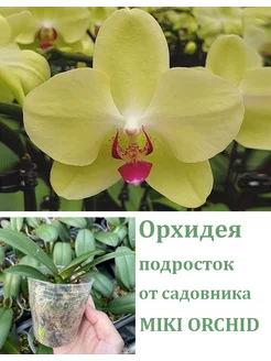 Орхидея живая (подросток-не цветет) Phal. Fortune Saltzman Orchids Queen 252721332 купить за 1 042 ₽ в интернет-магазине Wildberries