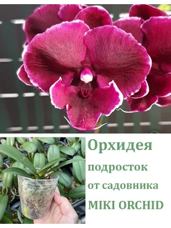 Орхидея живая (подросток-не цветет) Fusheng Black Peacock Orchids Queen 252721612 купить за 1 420 ₽ в интернет-магазине Wildberries