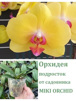 Орхидея живая (подросток-не цветет) Phal. Fuller