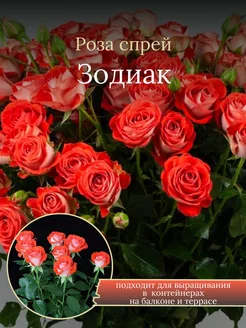 Роза спрей Зодиак Солнечный Сад 252805809 купить за 656 ₽ в интернет-магазине Wildberries