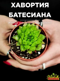 Хавортия Батесиана (Haworthia Batesiana) D5см Exotica 252831945 купить за 1 008 ₽ в интернет-магазине Wildberries