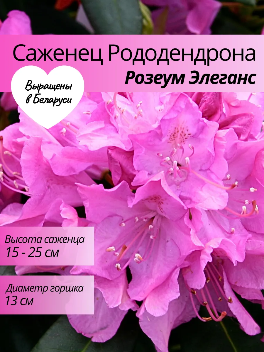 Саженец...