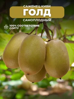 Саженцы Киви Голд (самоплодный) Основа Сада 252860862 купить за 363 ₽ в интернет-магазине Wildberries