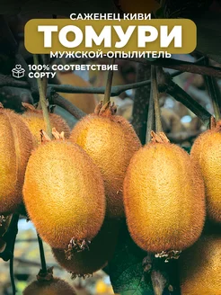 Саженцы Киви Томури (мужской) Основа Сада 252909017 купить за 350 ₽ в интернет-магазине Wildberries