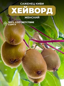 Саженцы Киви Хейворд (женский) Основа Сада 252910168 купить за 347 ₽ в интернет-магазине Wildberries