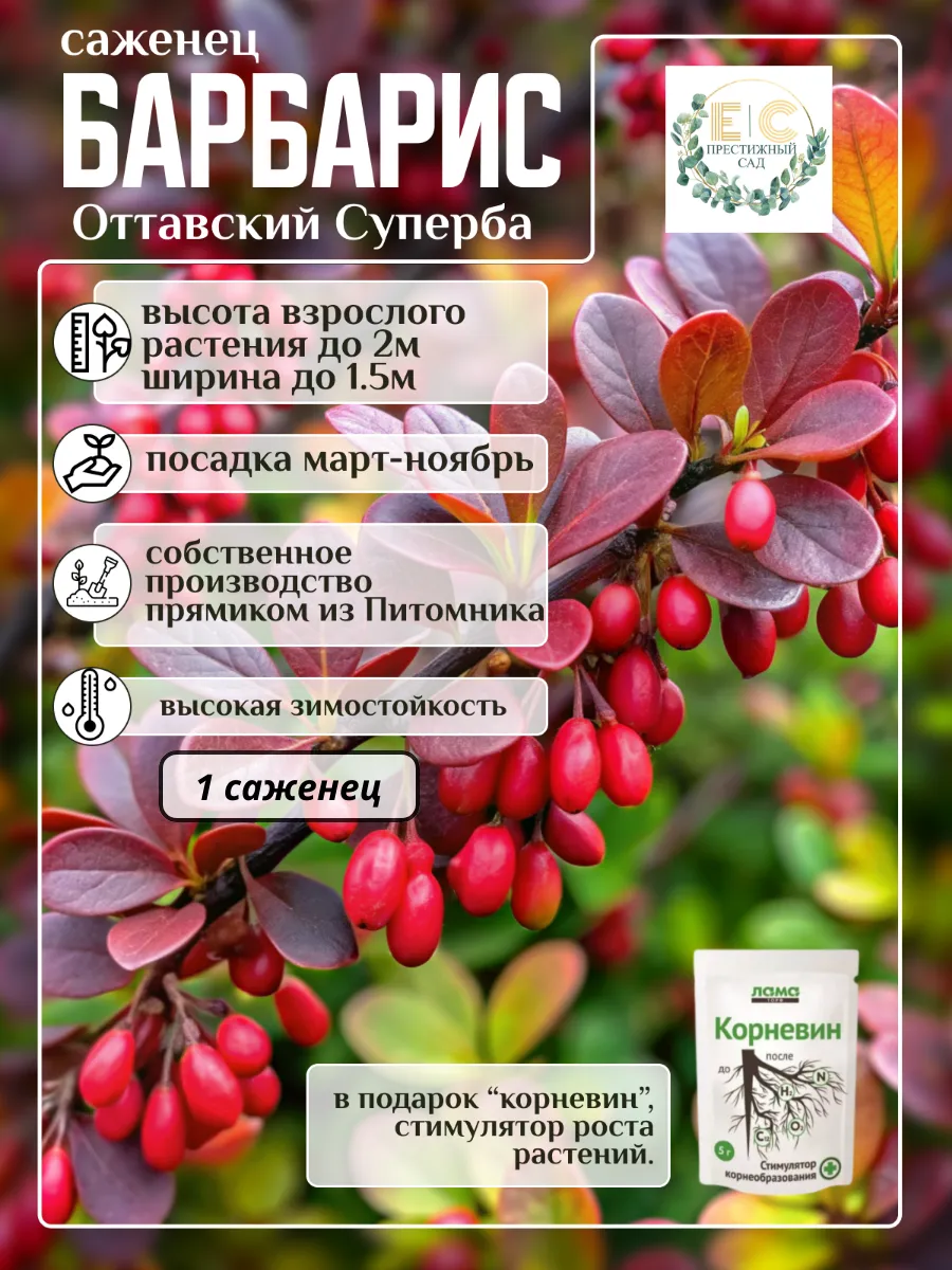 саженец барбарис Оттавский Суперба