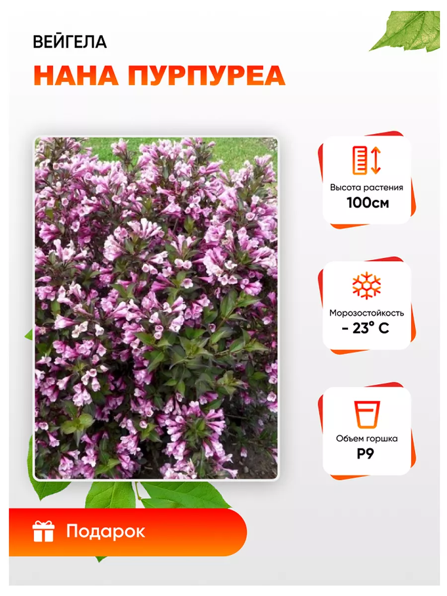 Вейгела Нана пурпуреа 1 шт