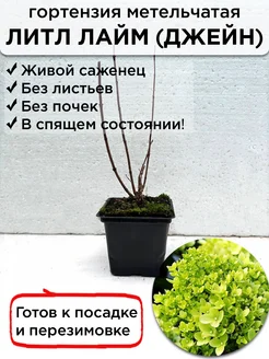 Саженцы гортензии карликовой Литл Лайм в горшке 0,5 л Саженцы питомника ЗаказВсад 252943728 купить за 364 ₽ в интернет-магазине Wildberries