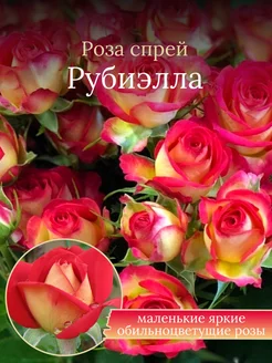 Роза спрей Рубиэлла Солнечный Сад 253171290 купить за 610 ₽ в интернет-магазине Wildberries