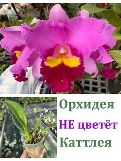 Орхидея живая (подросток-не цветет) Rlc. Taichung Beauty Orchids Queen 253231369 купить за 1 493 ₽ в интернет-магазине Wildberries