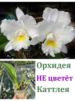 Орхидея (не цветет) Rth. Shinfong White Charm 