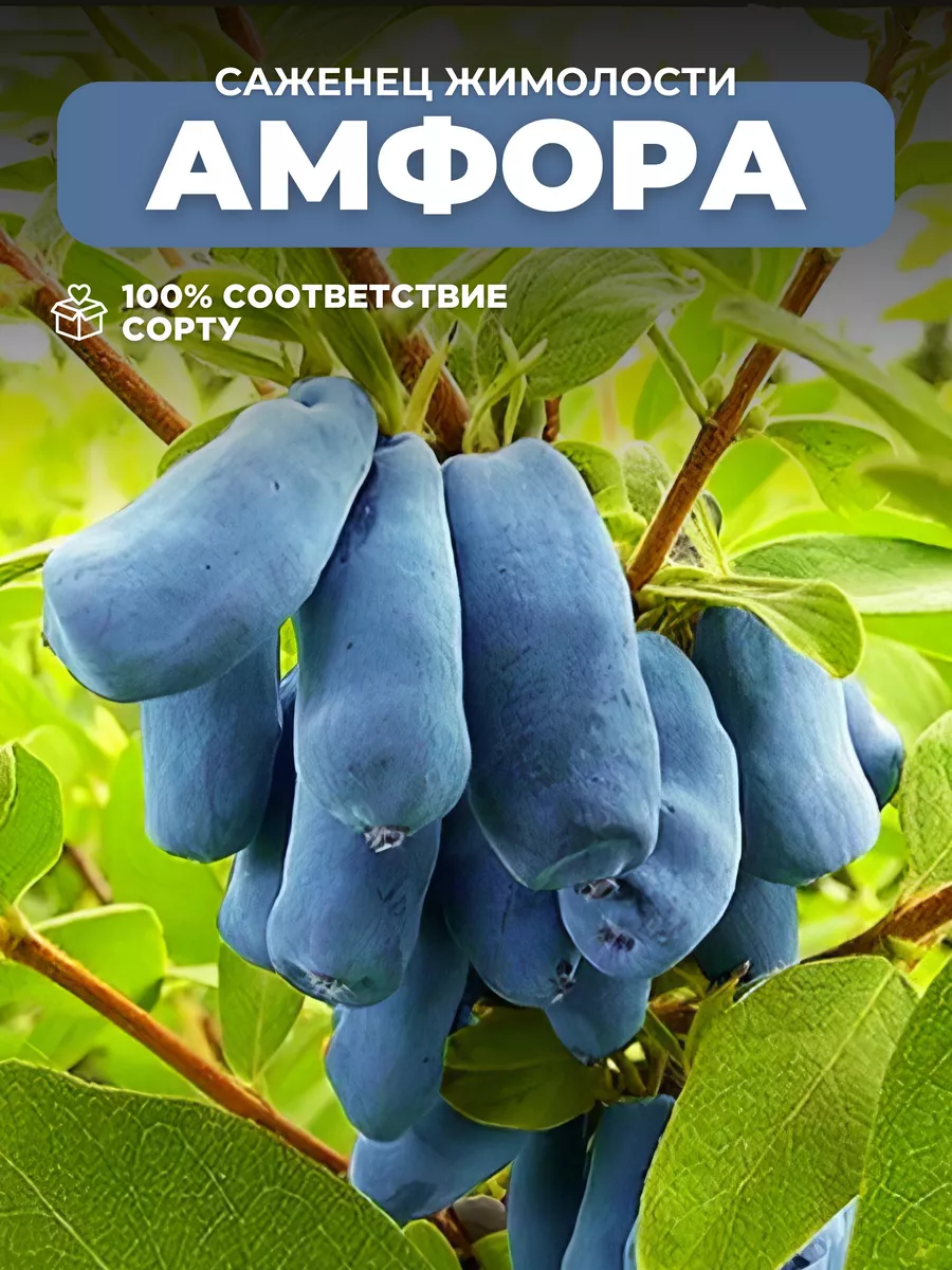 Саженцы Жимолость Амфора