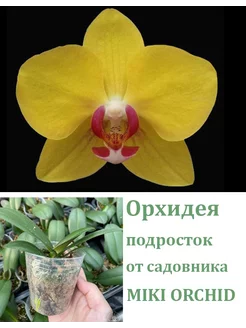 Орхидея живая (подросток-не цветет) Phal. OX Yellow Freed Orchids Queen 253237542 купить за 1 417 ₽ в интернет-магазине Wildberries