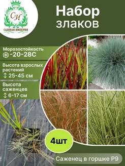 Набор злаков №1 Садовая Империя 253238004 купить за 1 695 ₽ в интернет-магазине Wildberries