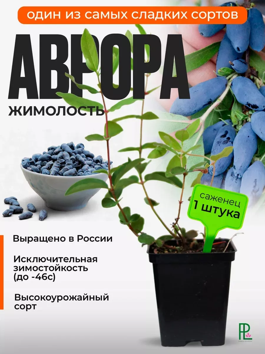 Саженец Жимолость Аврора...