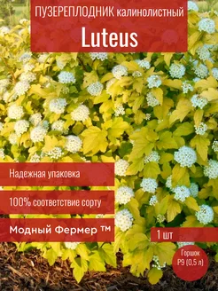 Пузыреплодник калинолистный Лютеус, саженец в горшке 0,5 л Модный Фермер 253505282 купить за 391 ₽ в интернет-магазине Wildberries