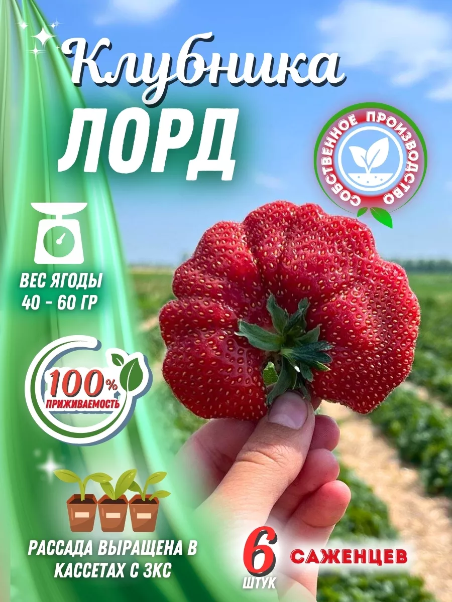Рассада клубники саженцы Лорд 6 штук