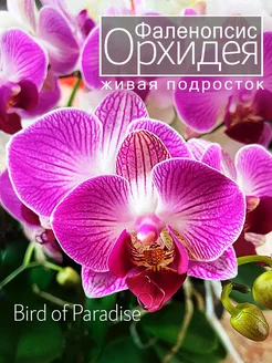 Орхидея фаленопсис живая подросток OrchiDay 253631911 купить за 997 ₽ в интернет-магазине Wildberries