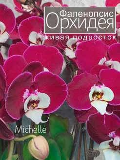 Орхидея фаленопсис живая подросток OrchiDay 253644884 купить за 1 028 ₽ в интернет-магазине Wildberries