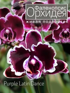 Орхидея фаленопсис живая подросток OrchiDay 253645633 купить за 1 028 ₽ в интернет-магазине Wildberries