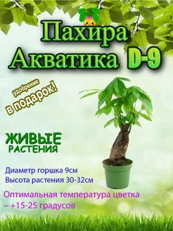 Пахира акватика 1ст D-9 Это наш сад 253666810 купить за 2 016 ₽ в интернет-магазине Wildberries