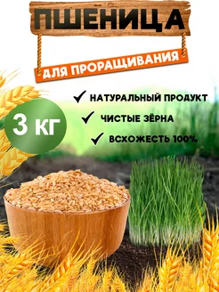 Пшеница для проращивания 3 кг