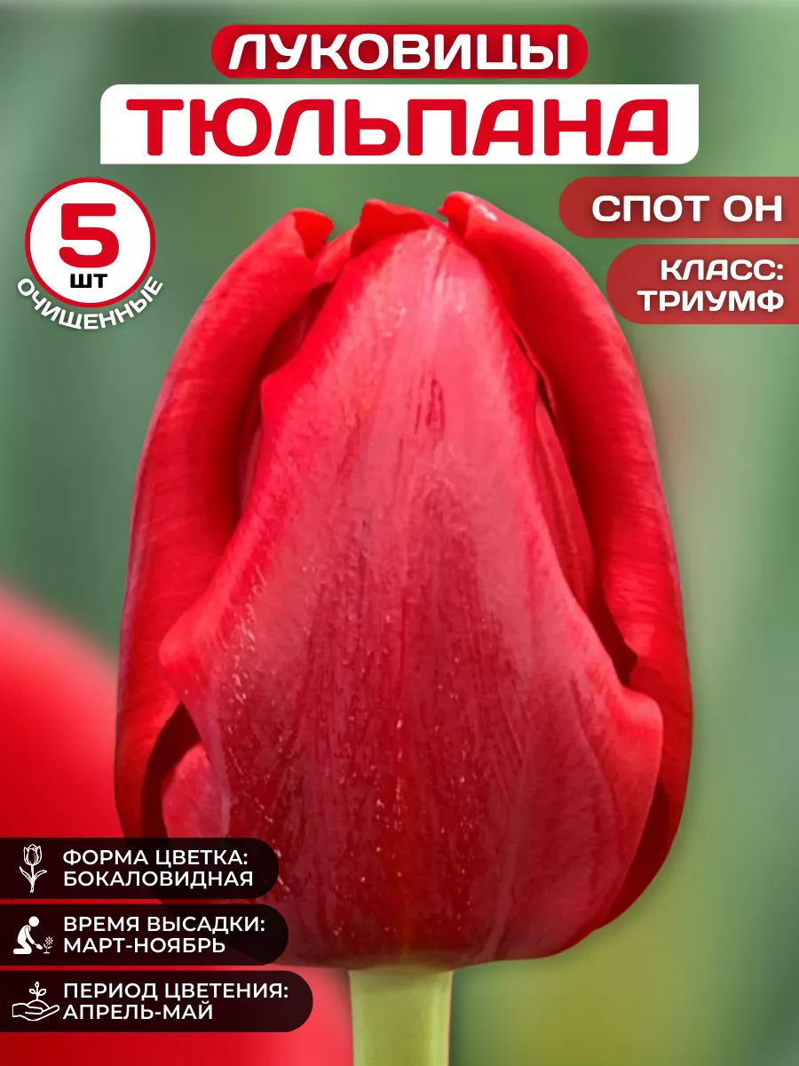 Луковицы тюльпанов Спот он