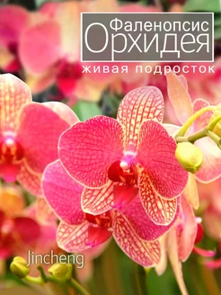 Орхидея фаленопсис живая подросток OrchiDay 253743903 купить за 1 028 ₽ в интернет-магазине Wildberries