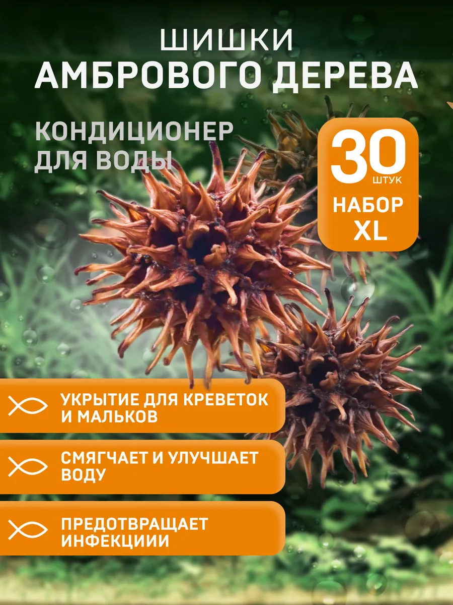 шишки амбрового дерева