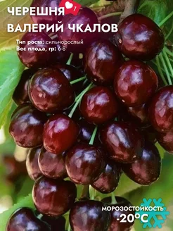 Черешня Валерий Чкалов Плодовый Сад 253771791 купить за 454 ₽ в интернет-магазине Wildberries