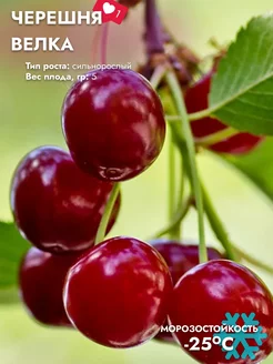 Черешня Велка Плодовый Сад 253771798 купить за 428 ₽ в интернет-магазине Wildberries