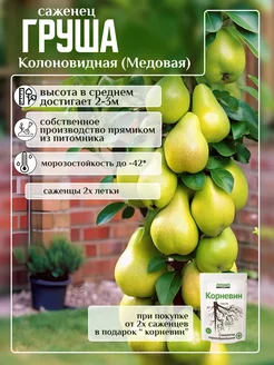 саженец груши колоновидная Медовая прЕСтижный сад 253817363 купить за 493 ₽ в интернет-магазине Wildberries