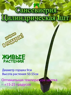 Сансевиерия Цилиндрическая 1шт D-9 Это наш сад 253855549 купить за 1 066 ₽ в интернет-магазине Wildberries