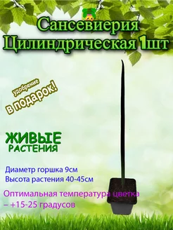 Сансевиерия Цилиндрическая 1шт D-9 Это наш сад 253855551 купить за 615 ₽ в интернет-магазине Wildberries