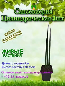 Сансевиерия Цилиндрическая 3шт D-9 Это наш сад 253855552 купить за 1 312 ₽ в интернет-магазине Wildberries