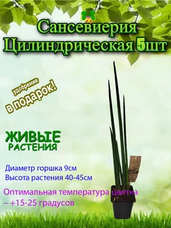 Сансевиерия Цилиндрическая 5шт D-9 Это наш сад 253855553 купить за 1 804 ₽ в интернет-магазине Wildberries