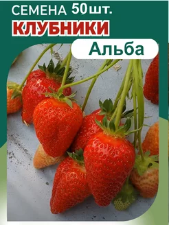 Клубника Альба Семена 50шт