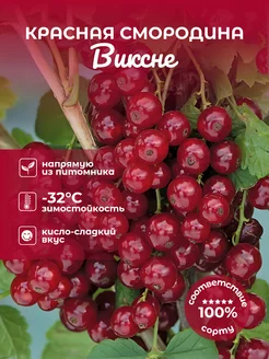 Красная смородина Виксне Магия сада 253881324 купить за 266 ₽ в интернет-магазине Wildberries