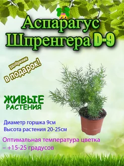 Аспарагус Шпренгера (Спренжери) d9 Это наш сад 254154331 купить за 820 ₽ в интернет-магазине Wildberries