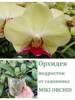 Орхидея (не цветет) Phal. Fortune Saltzman (variation) Orchids Queen 254182870 купить за 2 012 ₽ в интернет-магазине Wildberries