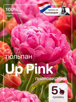 Тюльпаны луковицы многолетние крупные Up Pink Голландия