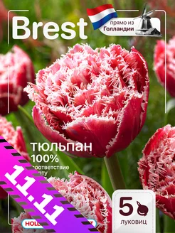 Тюльпаны луковицы для посадки крупный крупные Brest