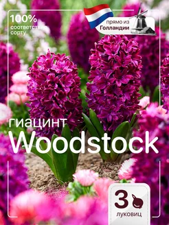 Гиацинт Woodstock 3 штуки Голландия