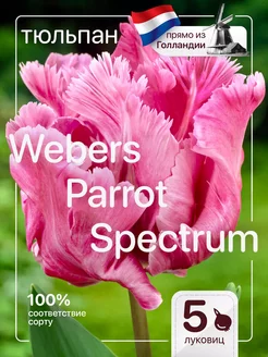 Тюльпаны луковицы для посадки крупный Webers Parrot Pink