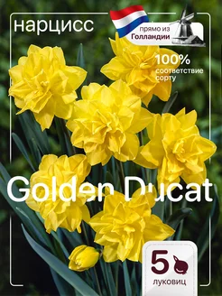 Нарцисс луковицы Golden Ducat 5 штук Голландия