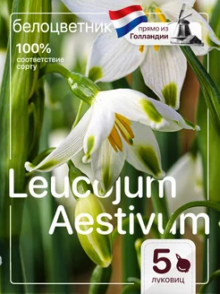 Белоцветник луковицы Aestivum 5 штук Голландия